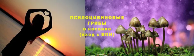 Псилоцибиновые грибы Cubensis  Звенигород 